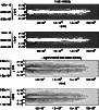 \begin{figure}
\par\includegraphics[width=8cm,clip]{14241f3a.ps}\vspace*{3mm}
\includegraphics[width=8cm,clip]{14241f3b.ps}
\end{figure}