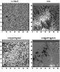 \begin{figure}
\par\begin{tabular}{cc}
\hspace{-9mm}~~~~~~~G-band & ~~~~~~~H$\a...
...e{-9mm}\includegraphics[width=4.3cm]{13264fg4.eps}\\
\end{tabular}
\end{figure}