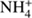 $ \text{NH}_4^+ $