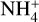 ${\rm{NH}}_4^ + $