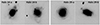 Thumbnail: Fig. 13. Refer to the following caption and surrounding text.