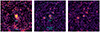 Thumbnail: Fig. 1. Refer to the following caption and surrounding text.