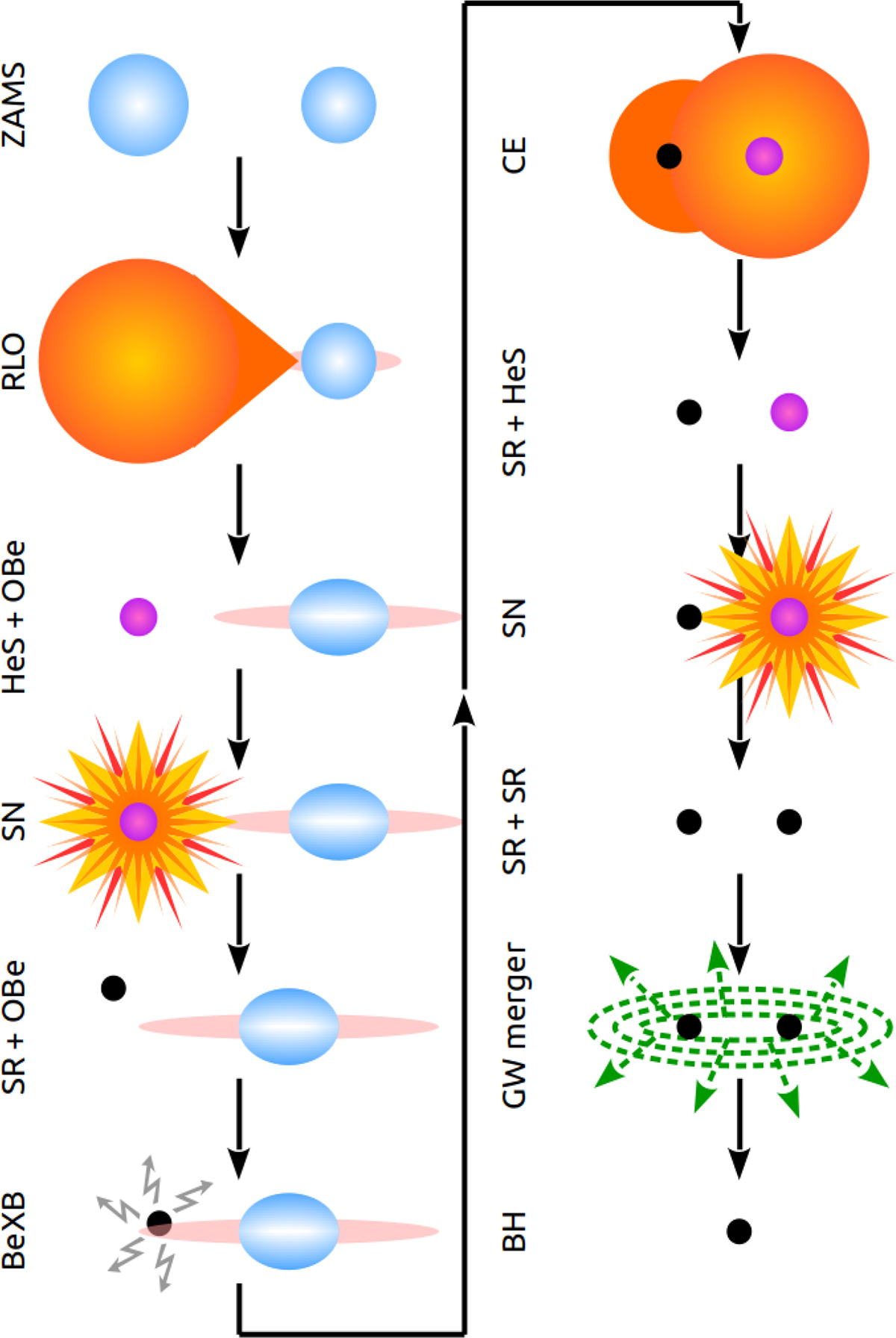 Populations of evolved massive binary stars in the Small Magellanic ...