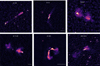 Thumbnail: Fig. 3 Refer to the following caption and surrounding text.