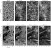 Thumbnail: Fig. 3 Refer to the following caption and surrounding text.