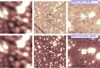 Thumbnail: Fig. 2 Refer to the following caption and surrounding text.