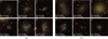 Thumbnail: Fig. 4 Refer to the following caption and surrounding text.