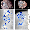 Thumbnail: Fig. 3. Refer to the following caption and surrounding text.