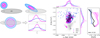 Thumbnail: Fig. 11 Refer to the following caption and surrounding text.