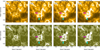Thumbnail: Fig. 3 Refer to the following caption and surrounding text.